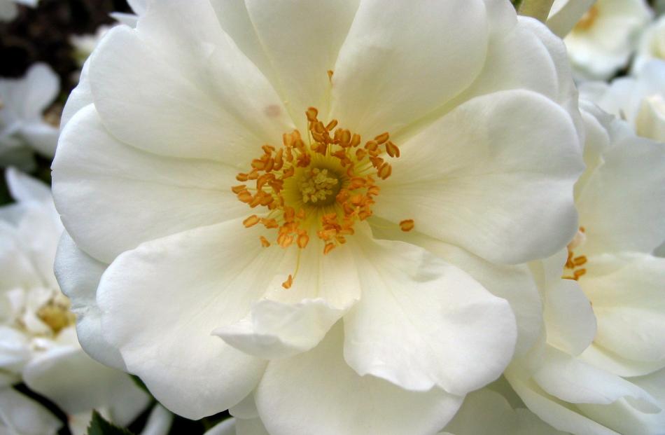 Flower Carpet White is New Zealanders’ favourite.