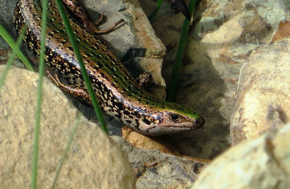 The green skink was introduced to the ecosanctuary a year ago. Photo: Carey Knox.