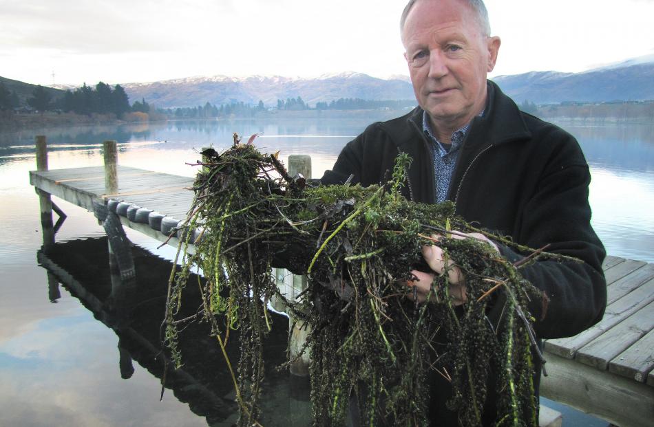 Guardians of Lake Dunstan member Howard Anderson shows some of the lagarosiphon at the edge of...