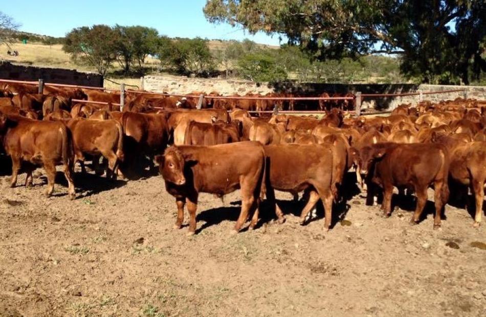 South Devon cattle seen during a recent tour to South Africa. Photo: Brian Thomson