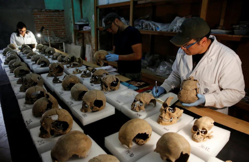 Abel Guzman, Rodrigo Bolanos and Miriam Castaneda biological anthropologists examine skulls. Photo: Reuters