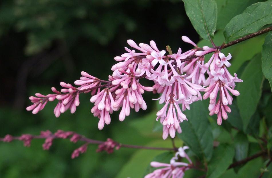 Species lilacs tend to have lighter perfume than cultivated varieties.