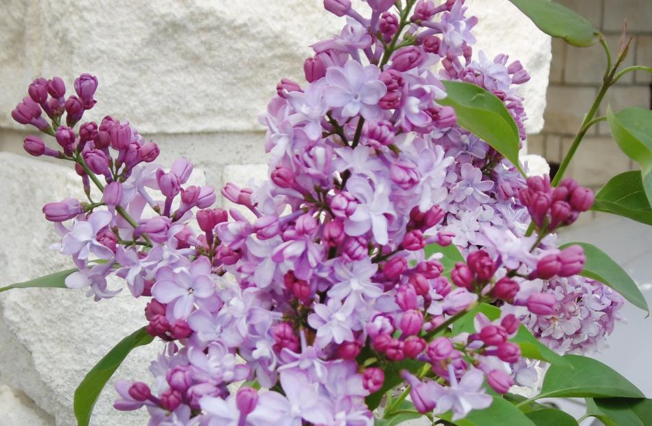 Buy lilacs in bloom if possible. This General Pershing was a much paler colour than I expected.