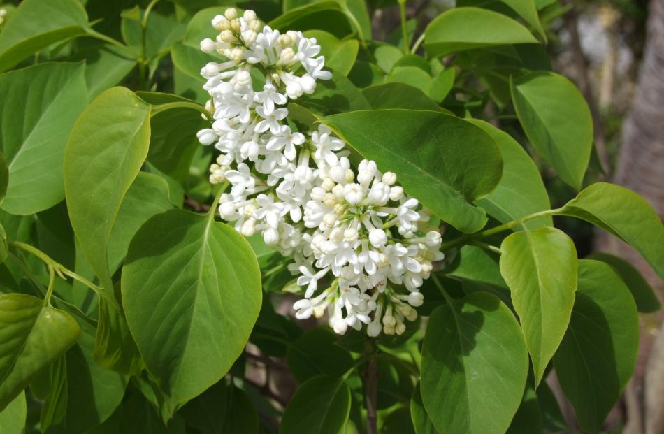 An old lilac in a farm garden, possibly Syringa x persica Alba. 