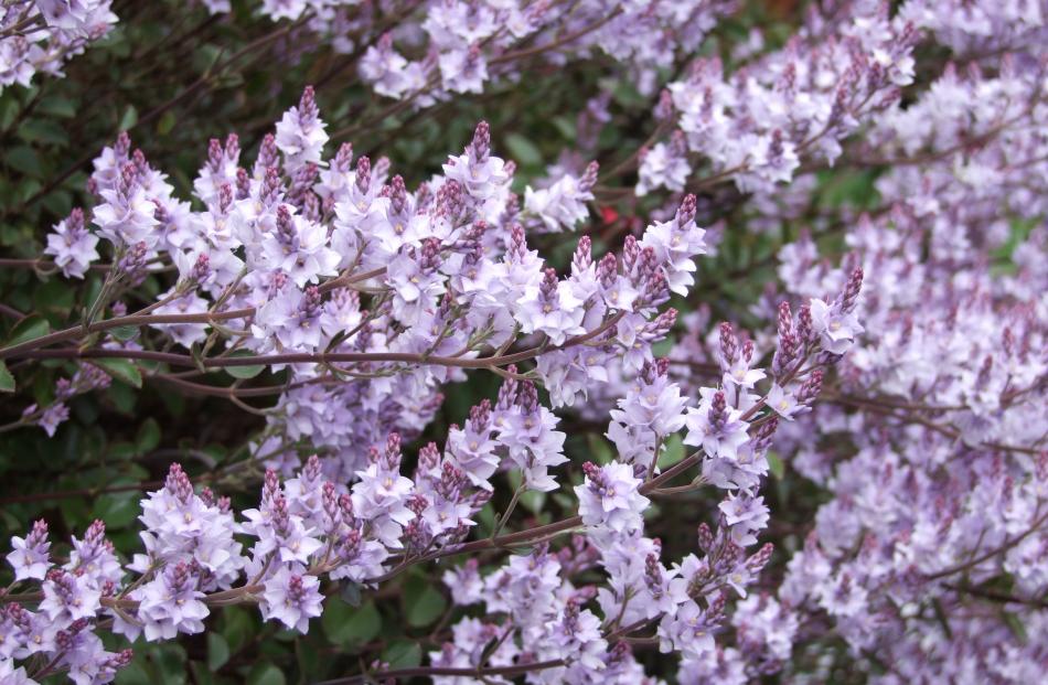 Sometimes referred to as New Zealand lilac, Heliohebe hulkeana is not related to the European...