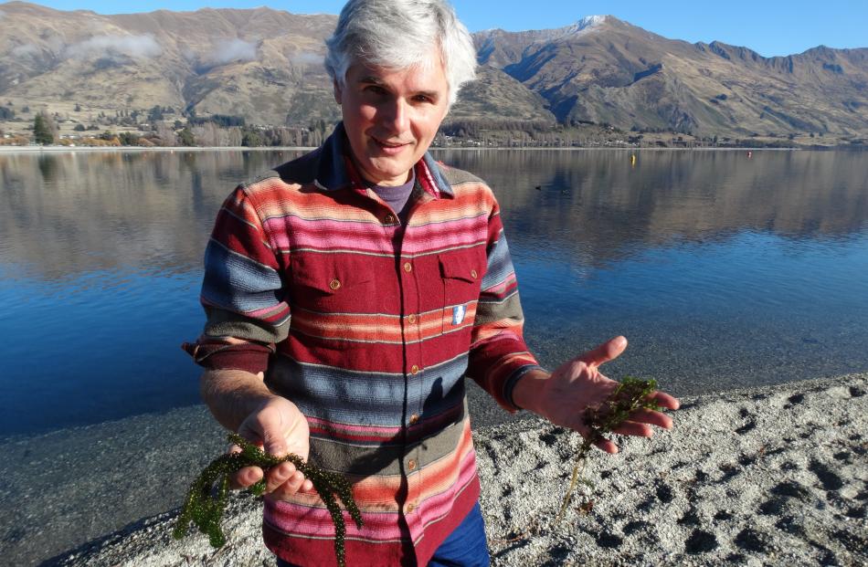 Dr Marc Schallenberg holds Lagarosiphon major (the invasive South African oxygen weed) in his...