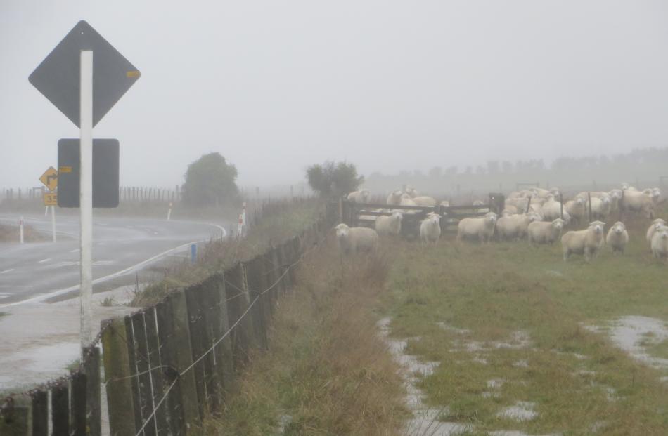 Sheep on a paddock next to Beach Rd, Awamoa, wait for the rough weather to pass. July 21. PHOTO: SHANNON GILLIES