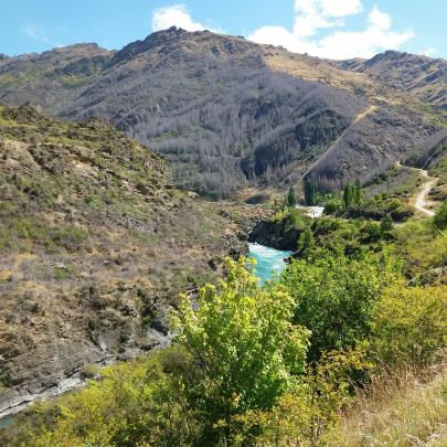 Wilding pines poisoned through a Wakatipu Wilding  Conifer Control Group programme are seen  in...