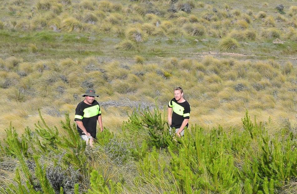 Contractors inspect Pinus contorta seedlings that have spread from a coning tree that originated...