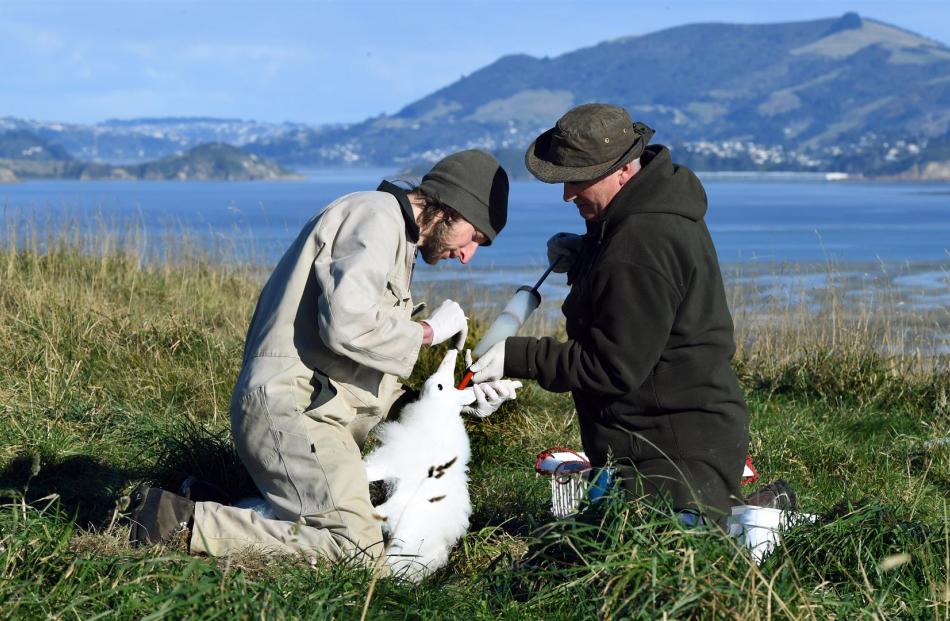 Department of Conservation ranger Jim Watts and Otago Peninsula Trust operations manager Hoani Langsbury feed an albatross chick at Taiaroa Head yesterday. Photos: Stephen Jaquiery