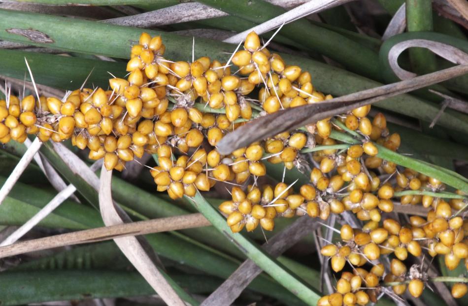 Berries of Lomandra longifolia were ground and used to make a bread-like food.