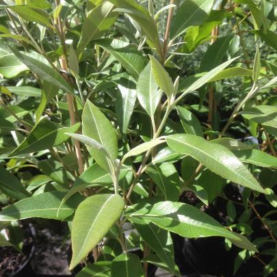 Lemon myrtle is one of Australia’s most versatile plants.