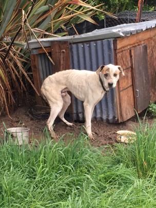 The emaciated great dane-cross dog after he was discovered in North Otago last year. Photo: Supplied