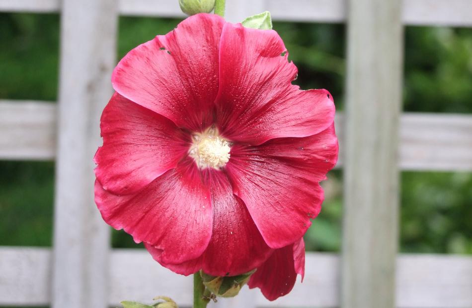 Touching hollyhock leaves can cause dermatitis, so those with sensitive skin may prefer to shun...