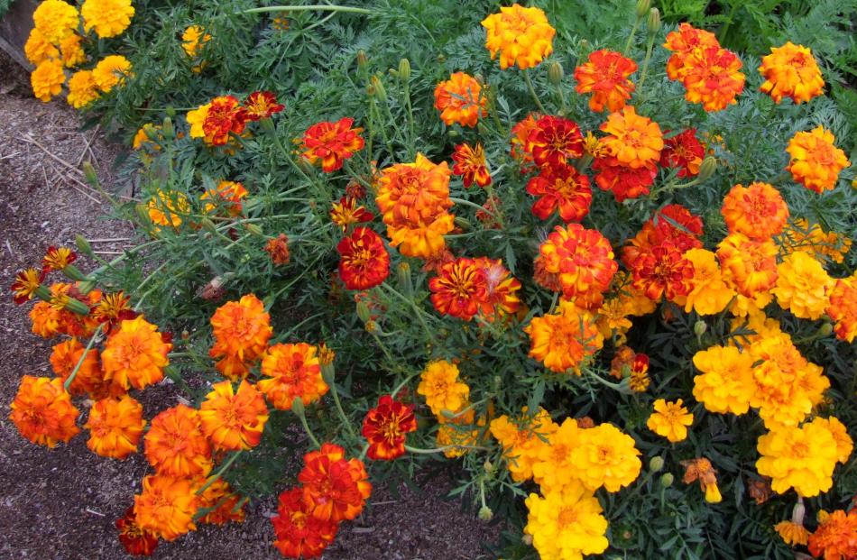 Heads of marigolds (Tagetes) are being marketed by British supermarket chain Sainsbury’s. Photos:...