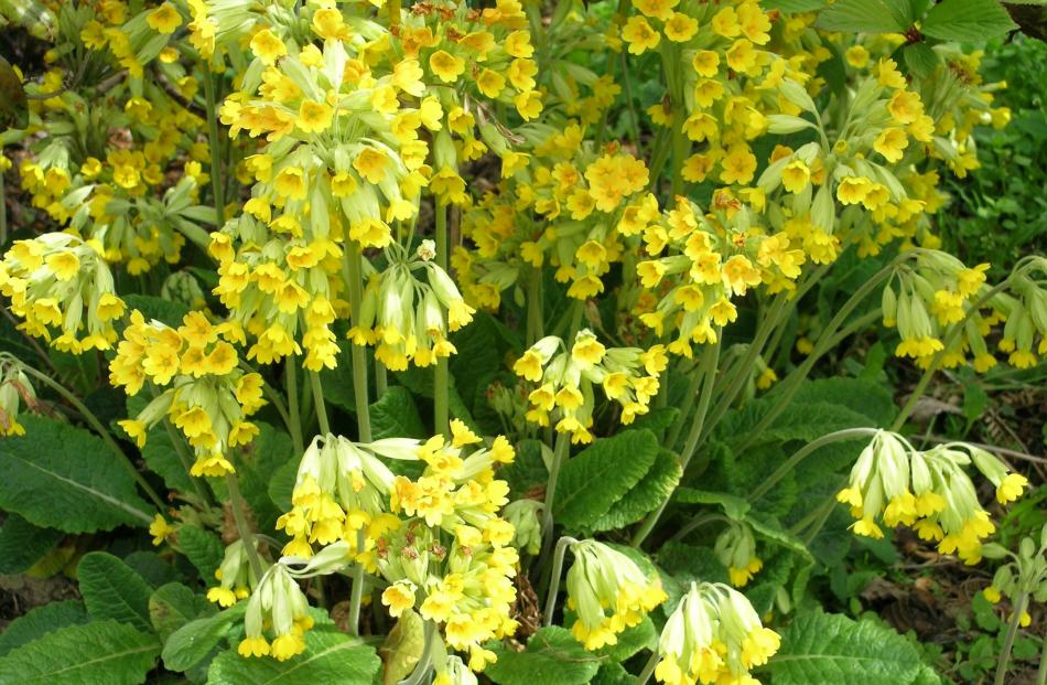 Cowslips, like other members of the primula family, are edible.