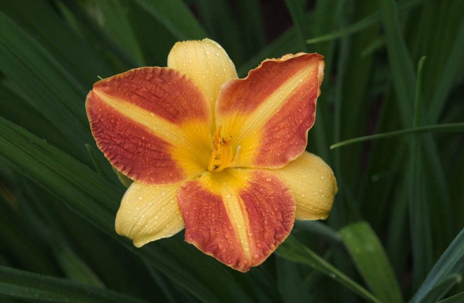 Thick-petalled daylilies (Hemerocallis) come in most colours except scarlet and blue.