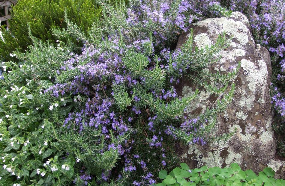 Many herbs, including rosemary, have flowers that taste like the leaves but are less pungent.