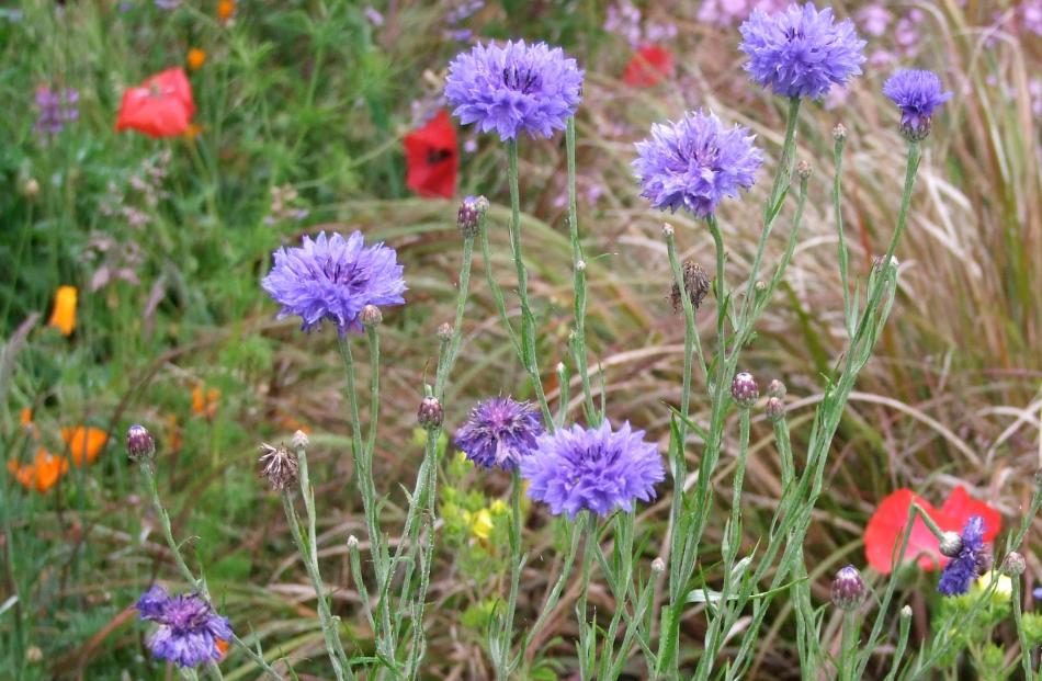 As well as blue (pictured), cornflowers can be pink, white or purple.