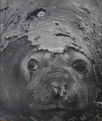 A keen photographer himself, Mr Darby took this shot of a female elephant seal during a...