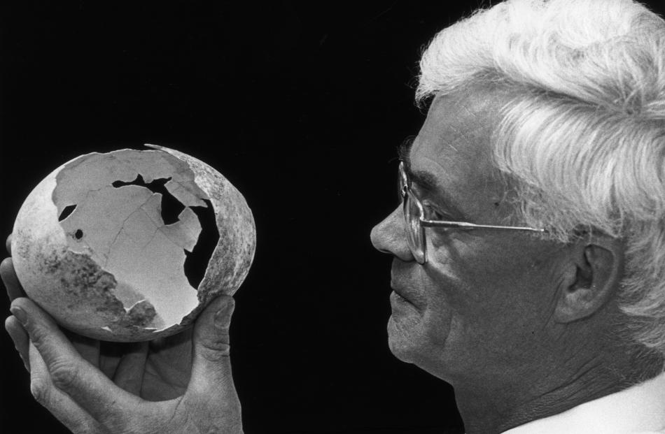 Mr Darby examines a moa egg at the Otago Museum in 1995. Photo: ODT.