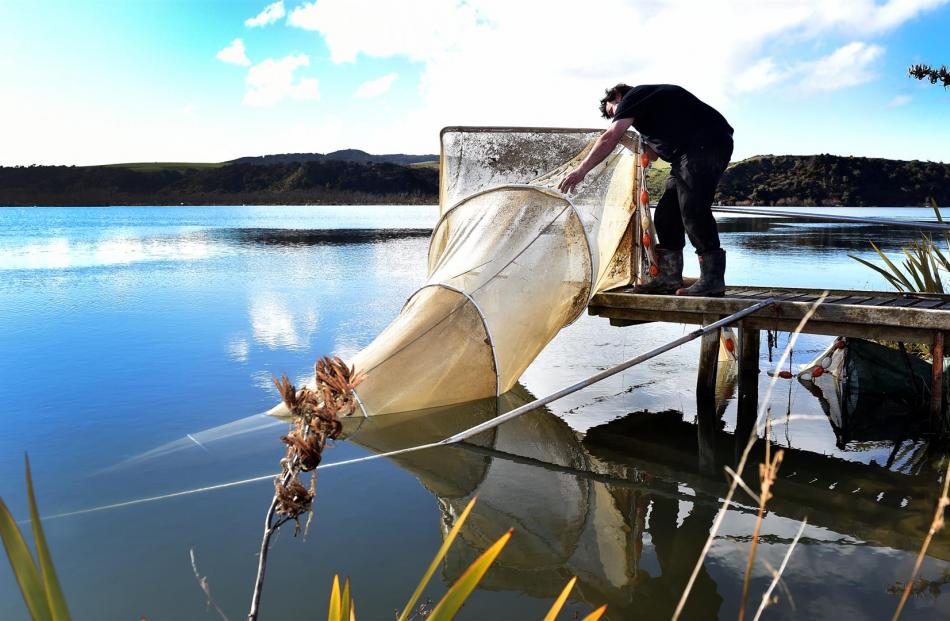 Kaitangata man Aaron Murdoch checks his net at the mouth of the Clutha river near Kaitangata to see if any whitebait have swum into his trap. Photos: Peter McIntosh