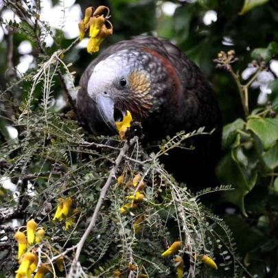 This unbanded adult kaka has been spotted enjoying the Saddle Hill flora during the past week....