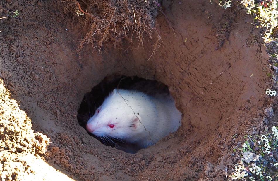 A ferret digs into a rabbit hole at the Cromwell Chafer Beetle Nature Reserve. 