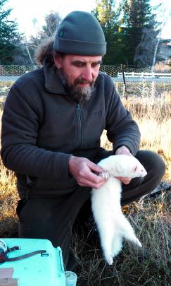 Wanaka rabbiter Steve Barton handles one of the ferrets he uses for rabbiting in the Cromwell...