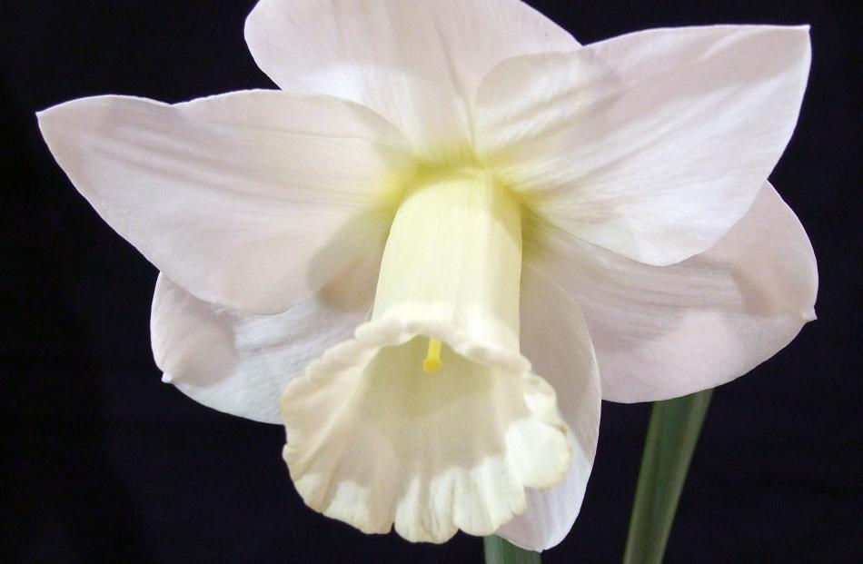 The premier bloom at Waikouaiti’s 2009 show was this daffodil. 