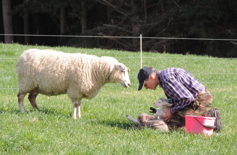 newborn lamb