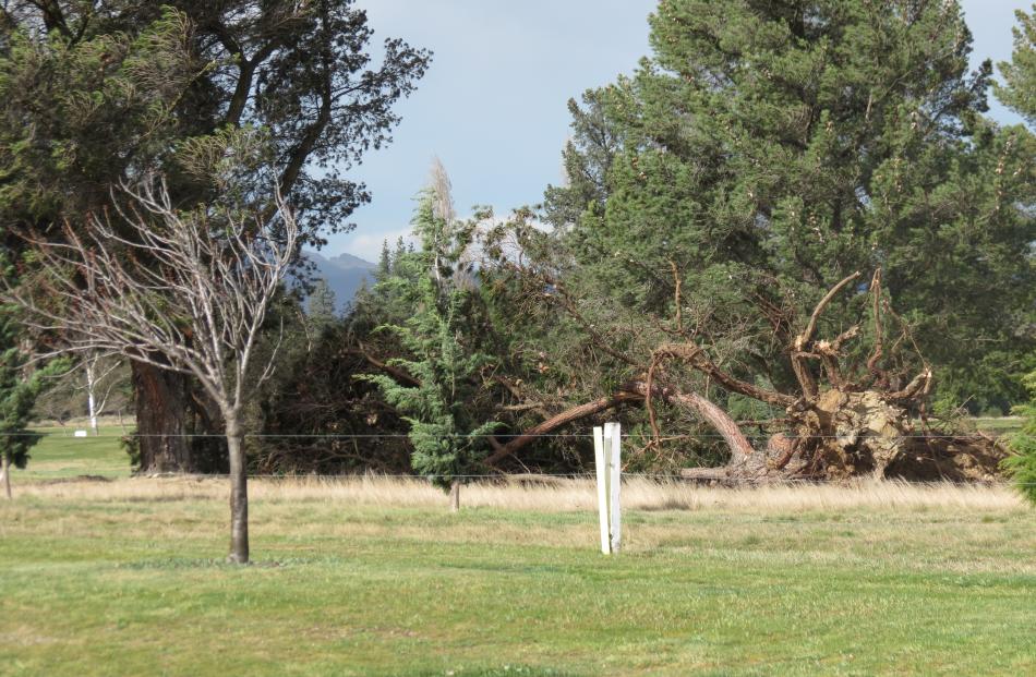 At least a dozen large trees have blown down on the Clyde Golf Course. Photo: Yvonne O'Hara 


