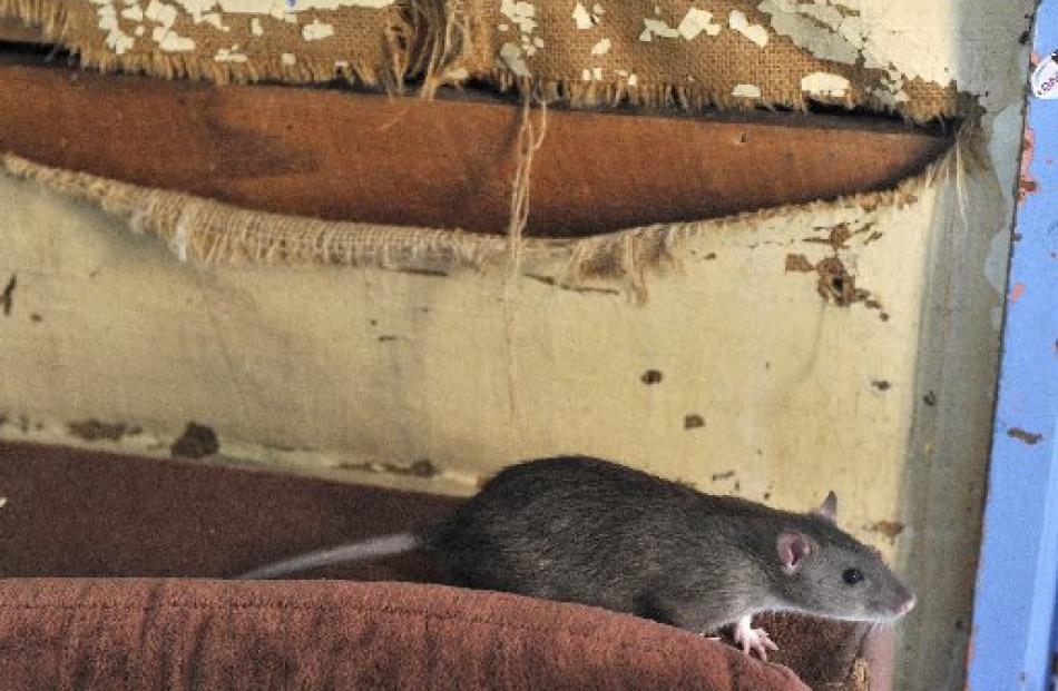 One of four pet rats in the award-winning worst student flat, in Union St West.