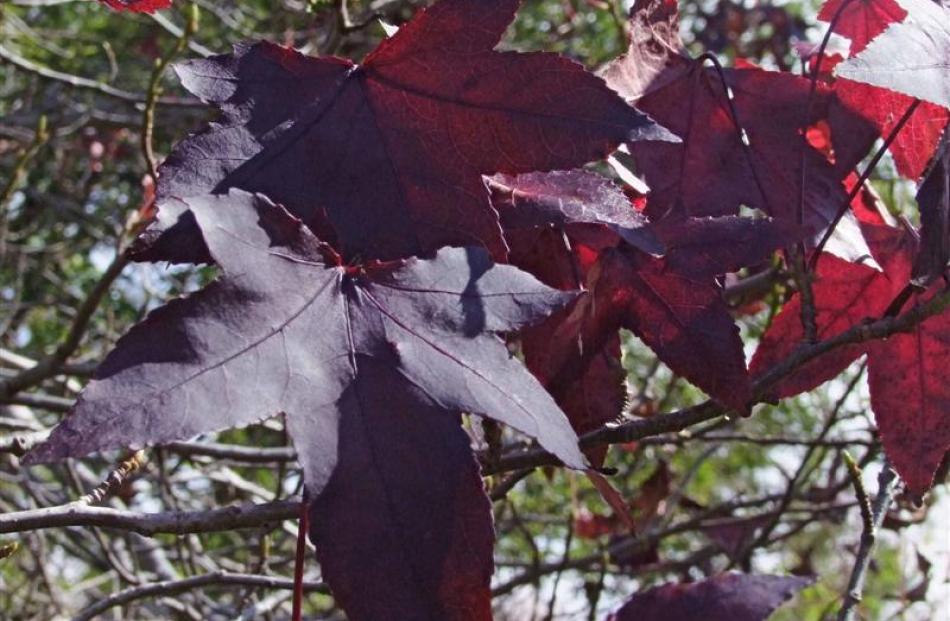 Because its crimson leaves stay on until spring, 'Liquidambar' lights up a corner of Ruth Ahern's...