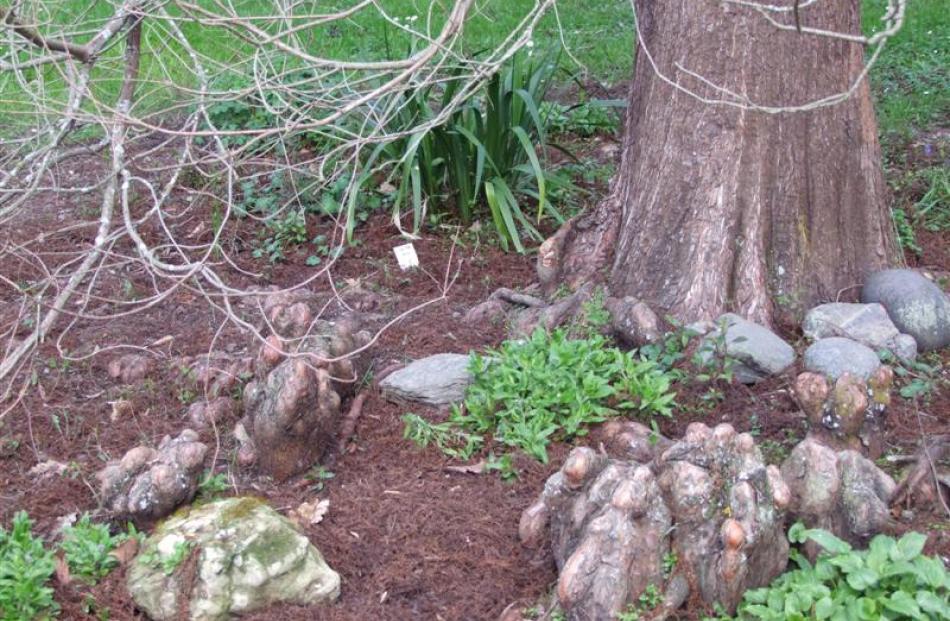 The "knees" on the American swamp cypress ('Taxodium distichum var. distichum') are believed to...