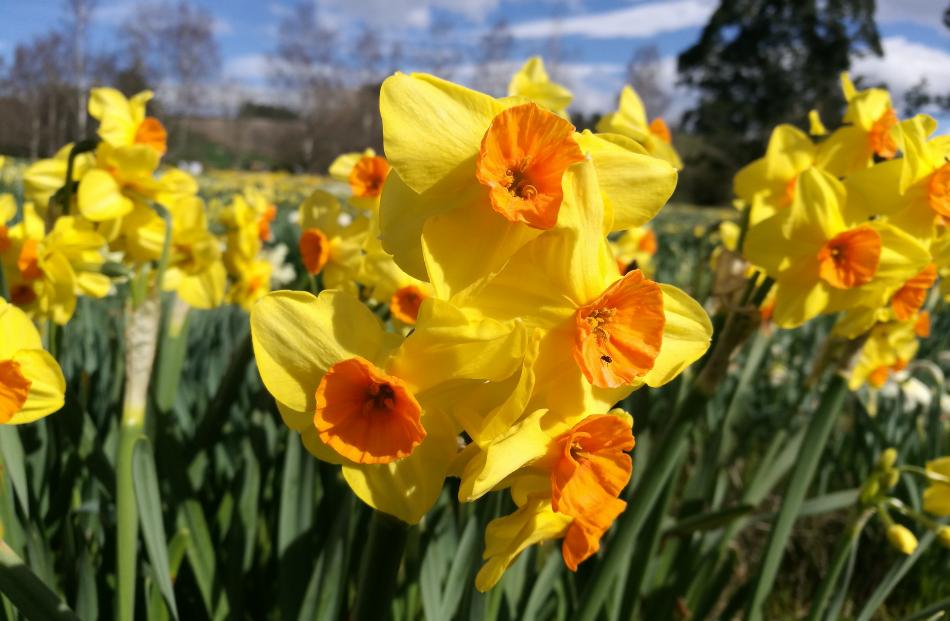 A paddock of daffodils greet visitors to Cindy and Gordon Coombes' property near Geraldine. 