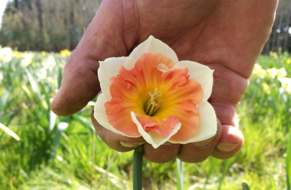 Gordon Coombes holds a new seedling, which is yet to be named.