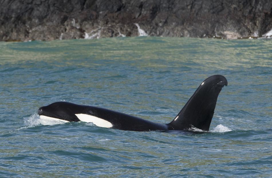 A pod of orca hanging out in Dunedin Harbour yesterday. Photos: Shaun Wilson