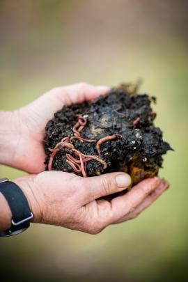 Earthworms turn minerals and nutrients into plant-accessible forms of nitrogen, phosphate and...