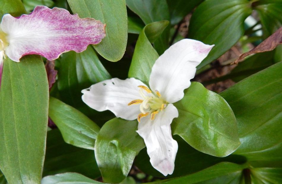 This tiny treasure, Trillium azakanum, grows in leaf litter under deciduous trees.