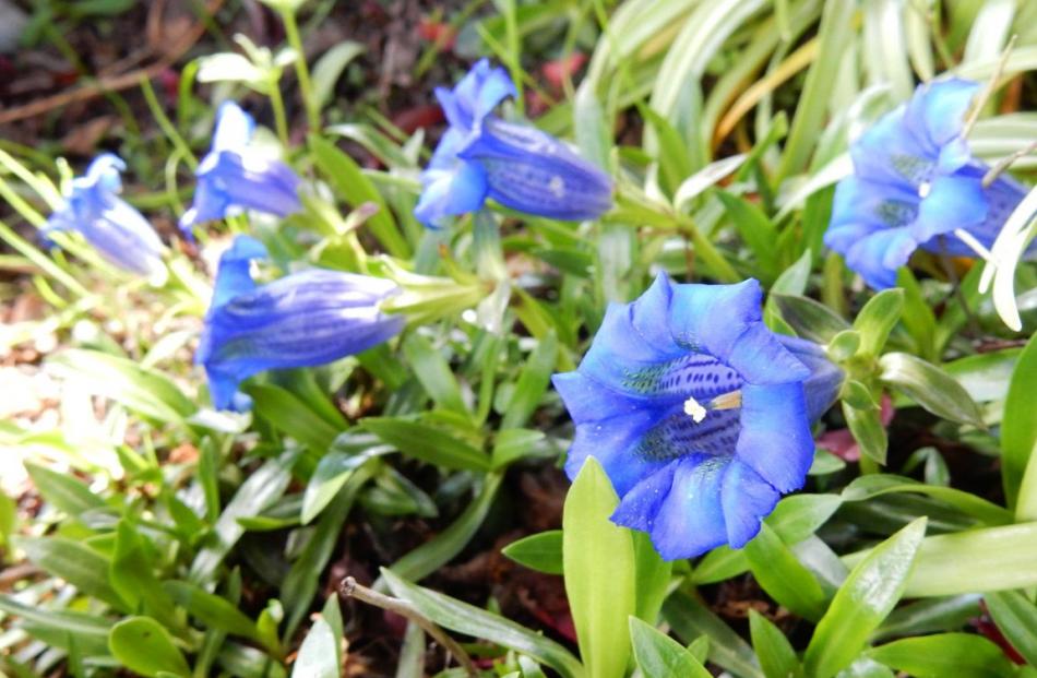 The Gillies have many examples of  Asiatic hybrid gentians throughout their garden.