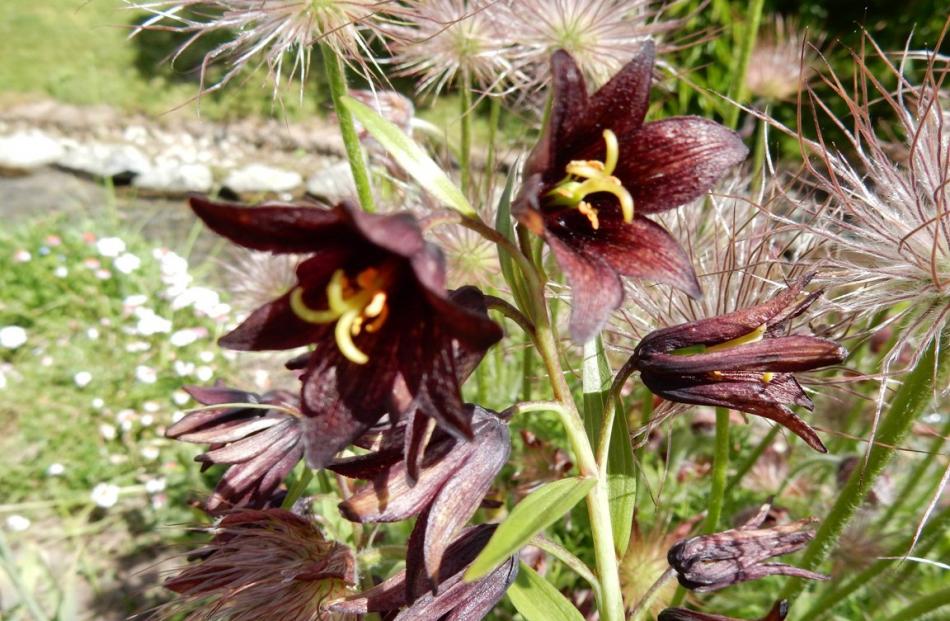 A pulsatilla’s downy seed-heads provide the ideal background to a chocolate flowered fritillaria.

