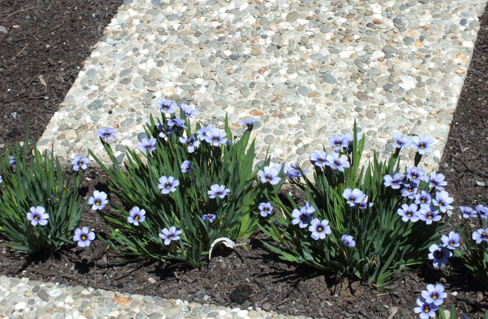 Blue Sisychrinum growing between pavers