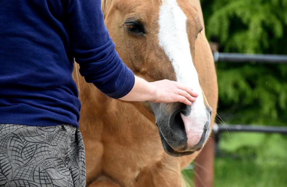 Horses are being used to assist with therapy and team building. Photos: Supplied
