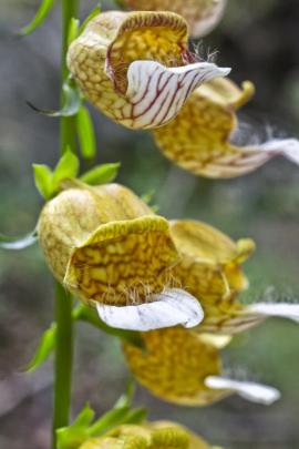 Extracts from the leaves of the Grecian foxglove (Digitalis lantana) are used to treat heart...