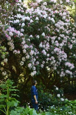 Rhododendron ‘Halopeanum’. Photo: Peter McIntosh