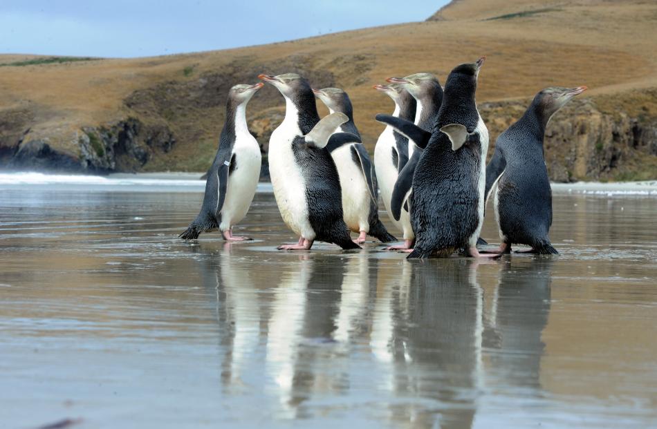 Rescued penguins on an Otago Peninsula beach. Photo: Craig Baxter