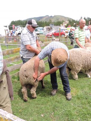 Sheep judge John Dodd checks the fleece on the eventual champion, a coloured ram bred by Leo Ponsonby of Rolleston. Hakataramea breeder Eric Ross is in the background with his Corriedale ram. 