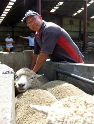 Tony Clarke, from Closeburn Station, at Gimmerburn, inspects sheep on display at Armidale.