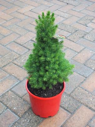 There is no hurry to repot a Christmas tree.